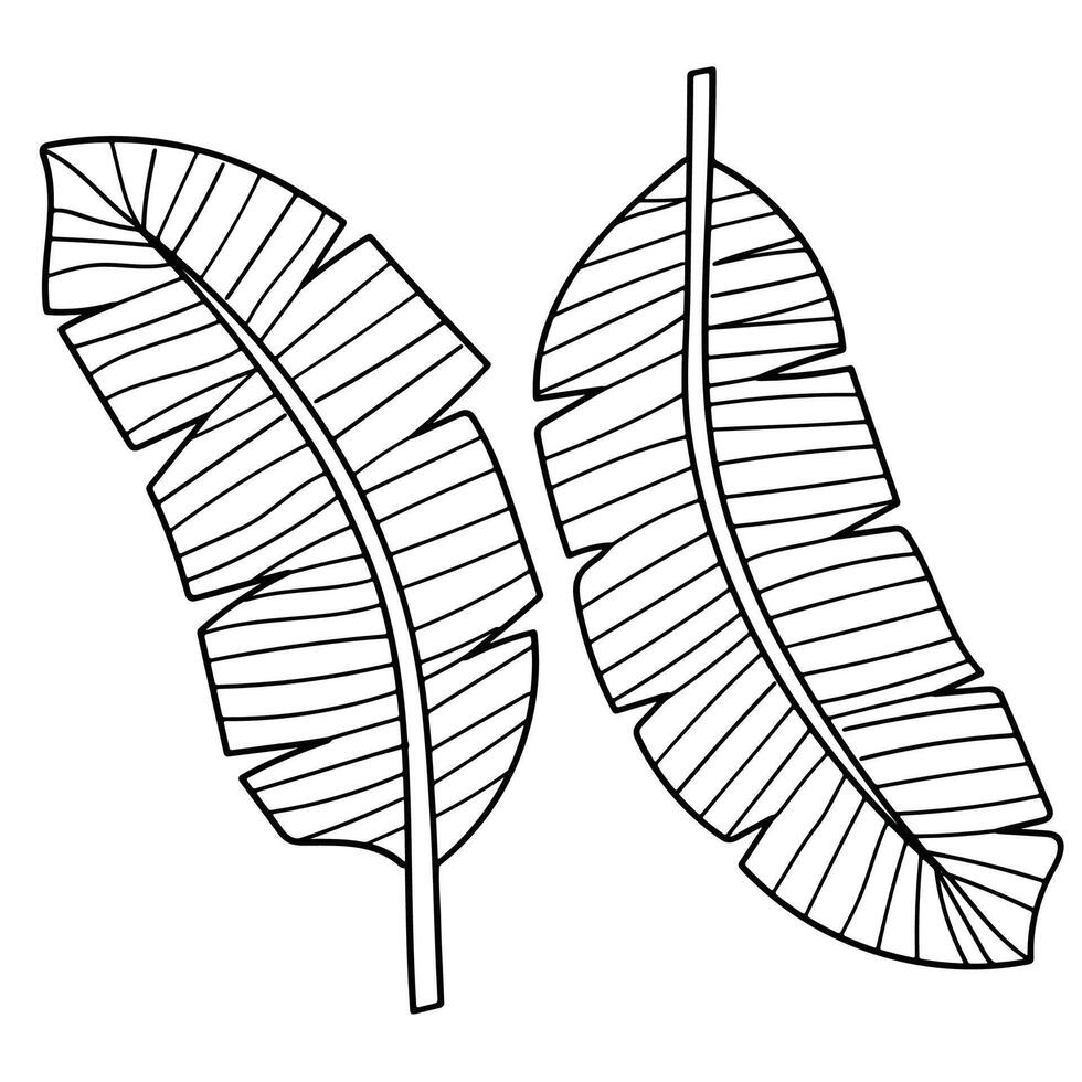 Banana leaf line art botanical hand drawn elements collection. illustration. vector