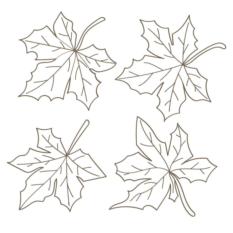Hand drawn brown maple leaf line art collection. illustration vector