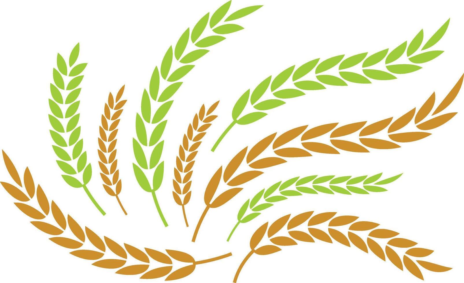 Green and Brown Wheat Ears Grain Design Elements vector