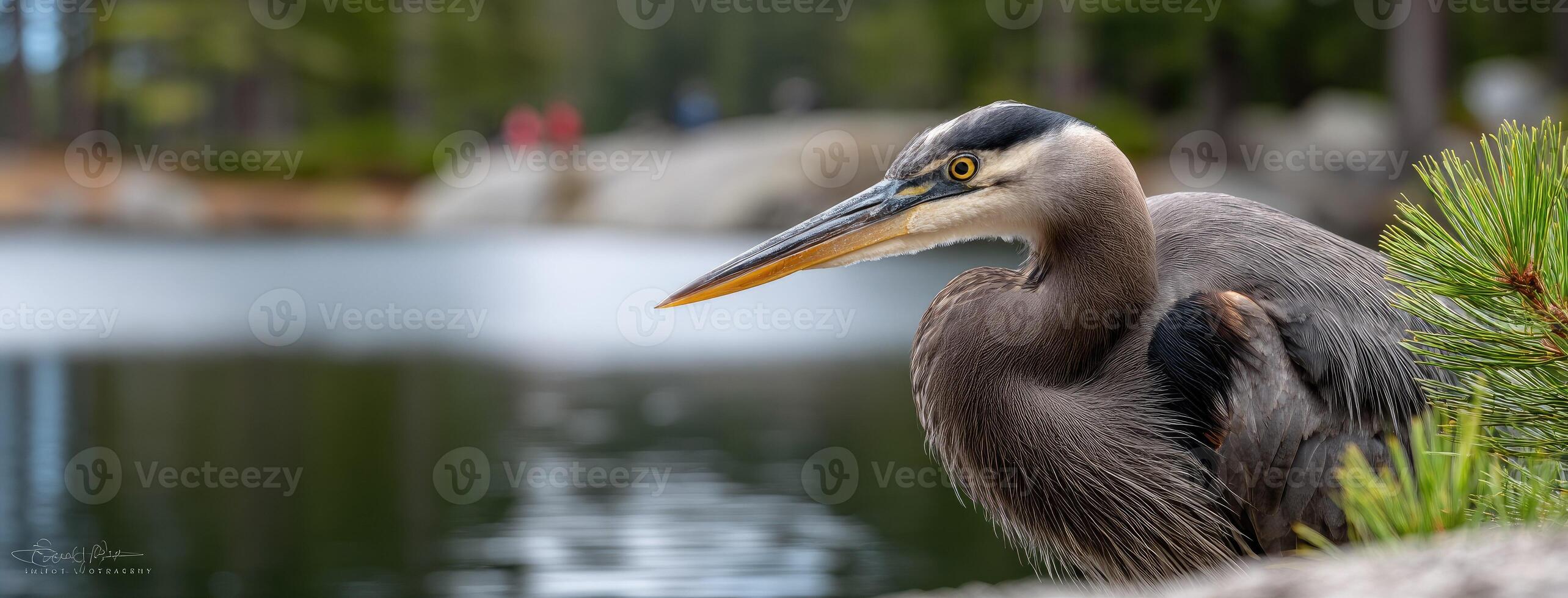 A heron is standing on a rock near a lake photo