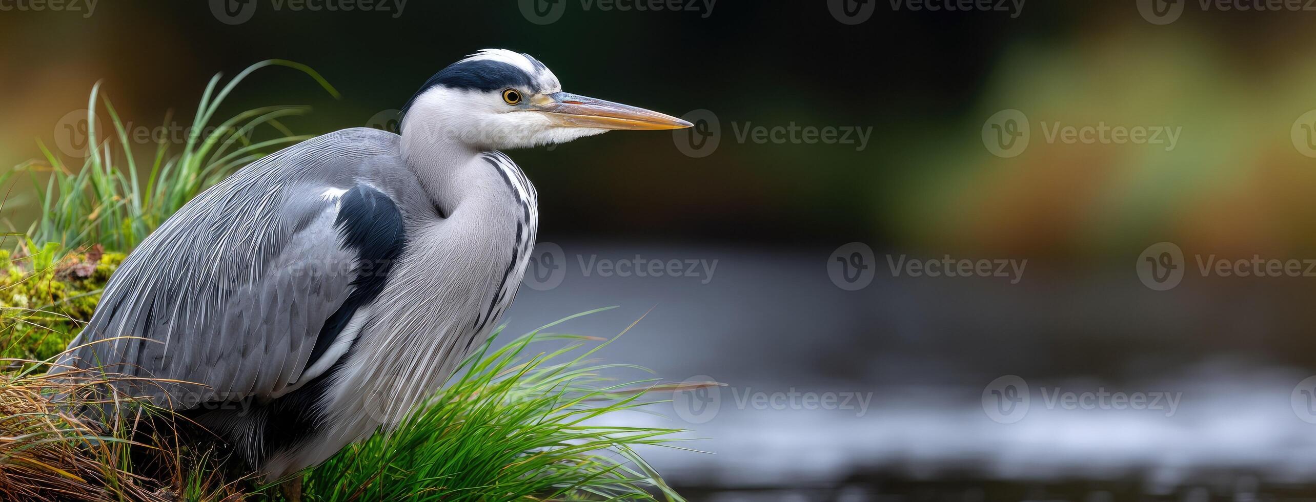 A grey heron standing on the edge of a pond photo