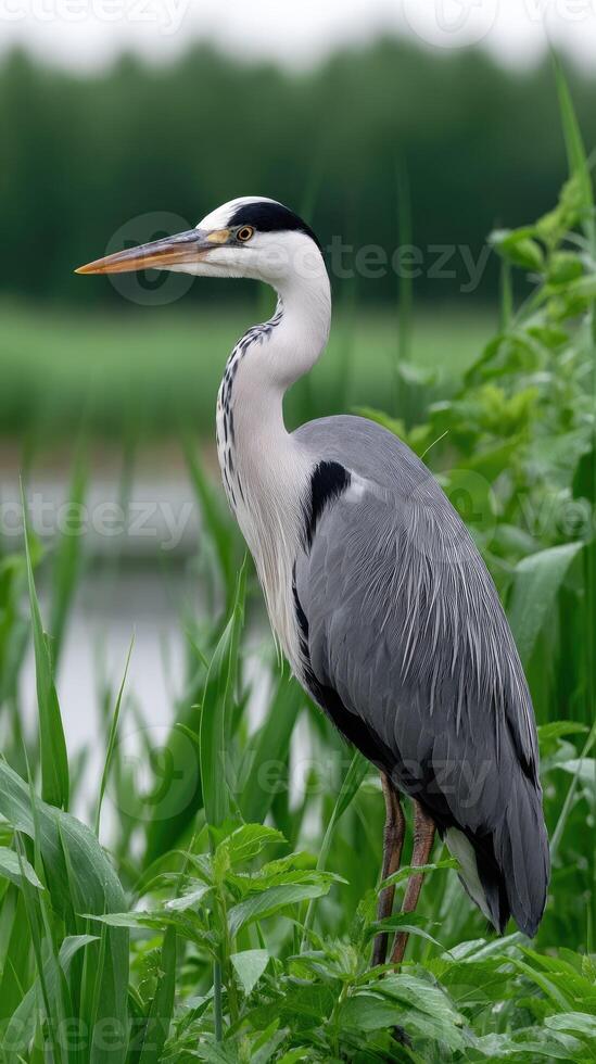 A heron standing on a grassy bank near a lake photo