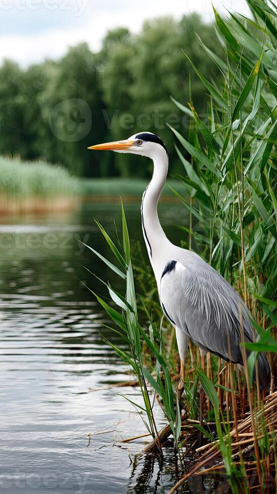 A bird standing on the shore of a lake photo