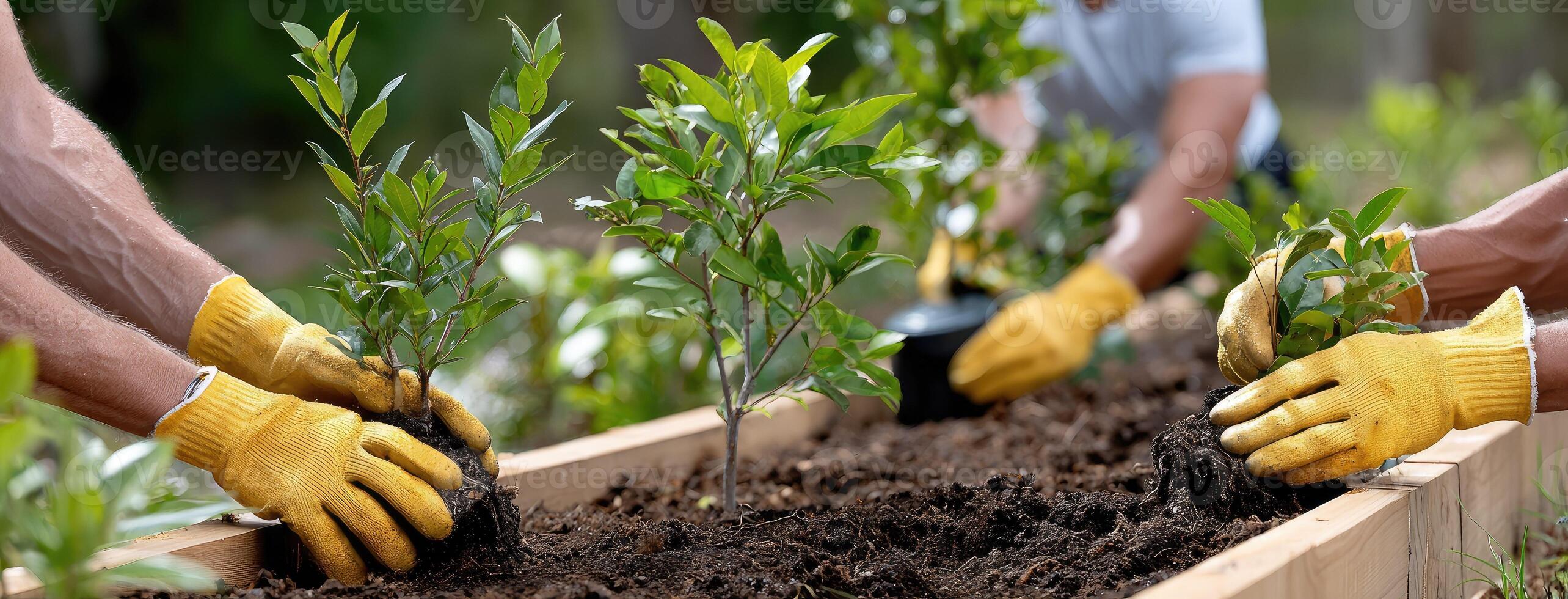 People in yellow gloves planting trees in a garden photo