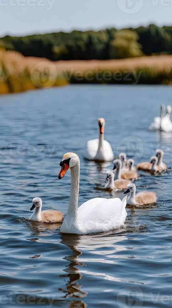 A family of swans swim in a lake photo