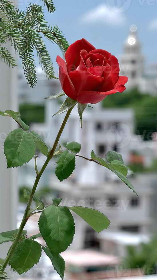 A single red rose on a stem in front of a building photo