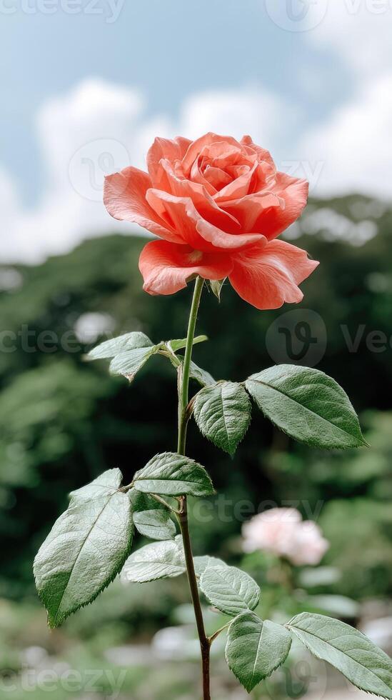 A single red rose is growing in front of a green background photo