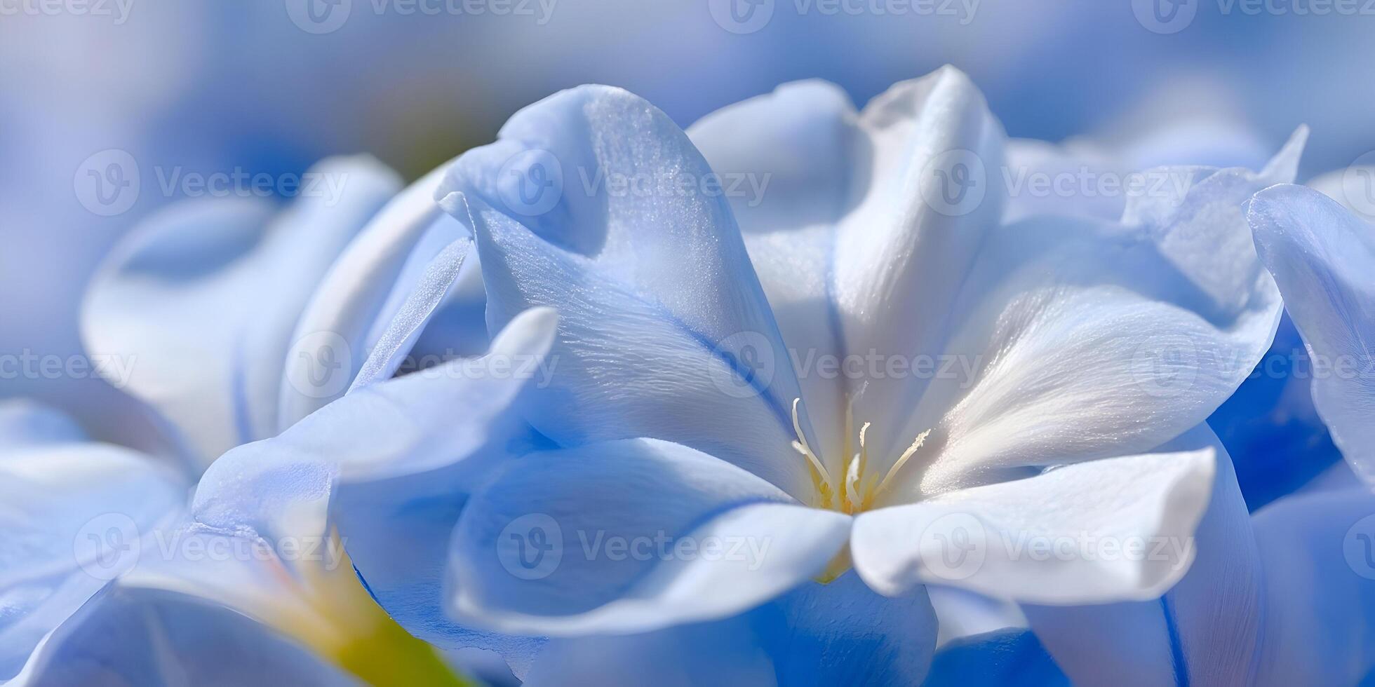 Closeup LightBlue Flowers Petals Soft Texture Detail Macro Photography photo