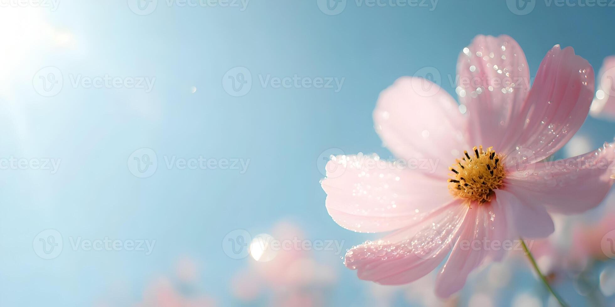 Pink Cosmos Flower Dew Drops Sunlight Background photo
