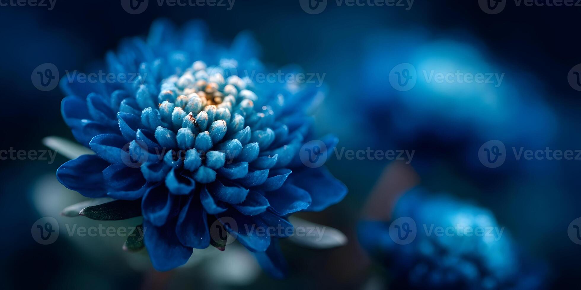 Closeup Blue Chrysanthemum Flower Dark Background Floral Photography photo