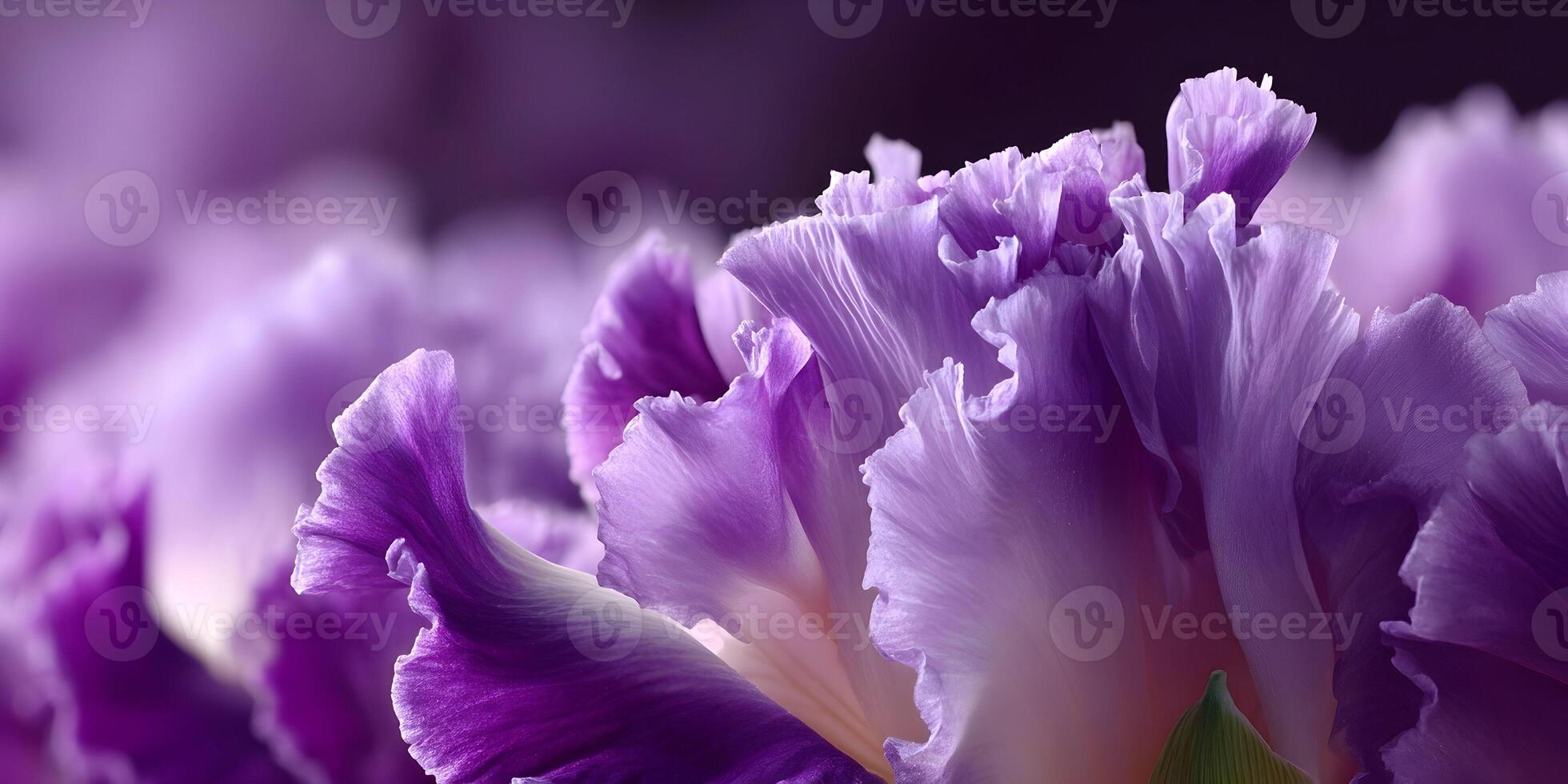Closeup Purple Iris Flower Petals Detailed Macro Shot photo