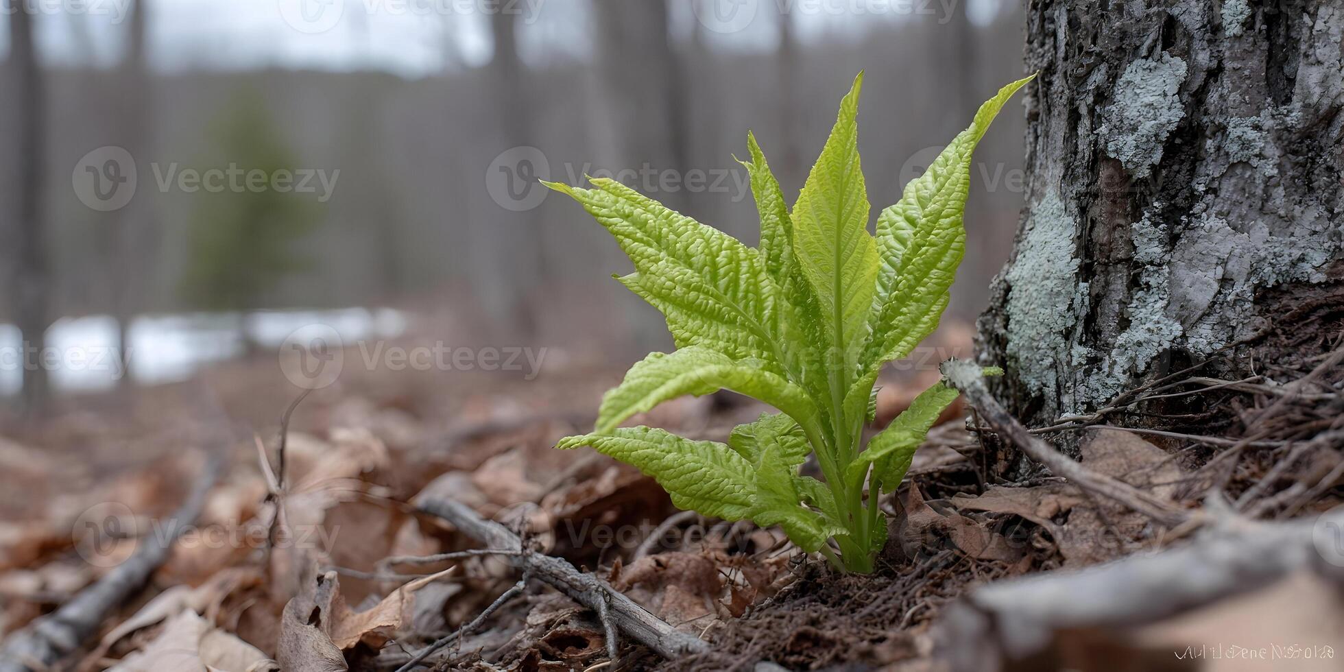 Bright Green Plant Sprout Growing Near Tree Trunk in Forest Spring Season photo