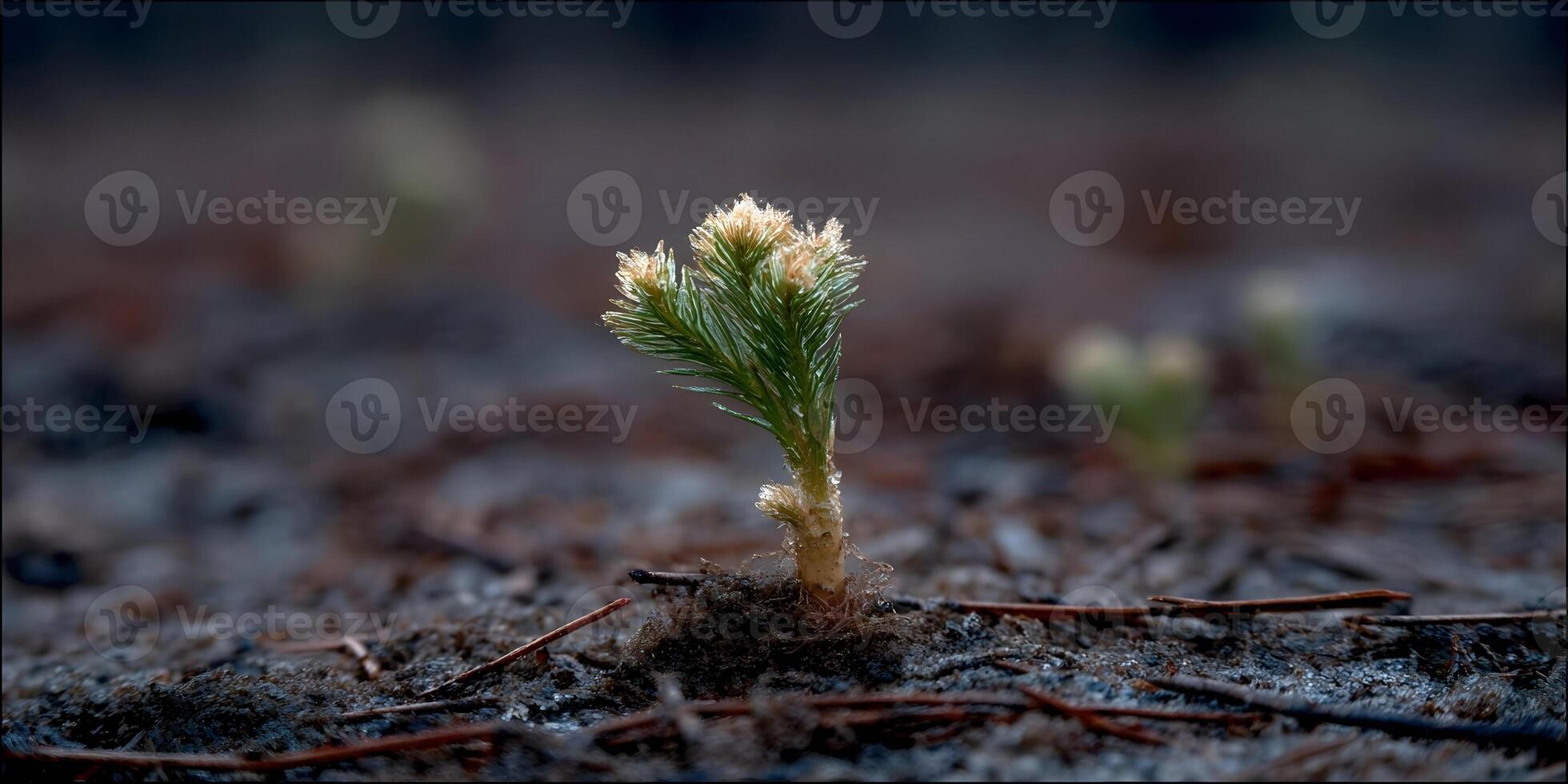 Young Pine Tree Sprout Growing in Burned Forest Soil photo