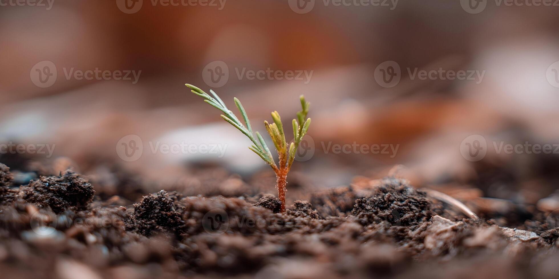 Closeup Young Plant Sprout Growing in Dark Soil photo