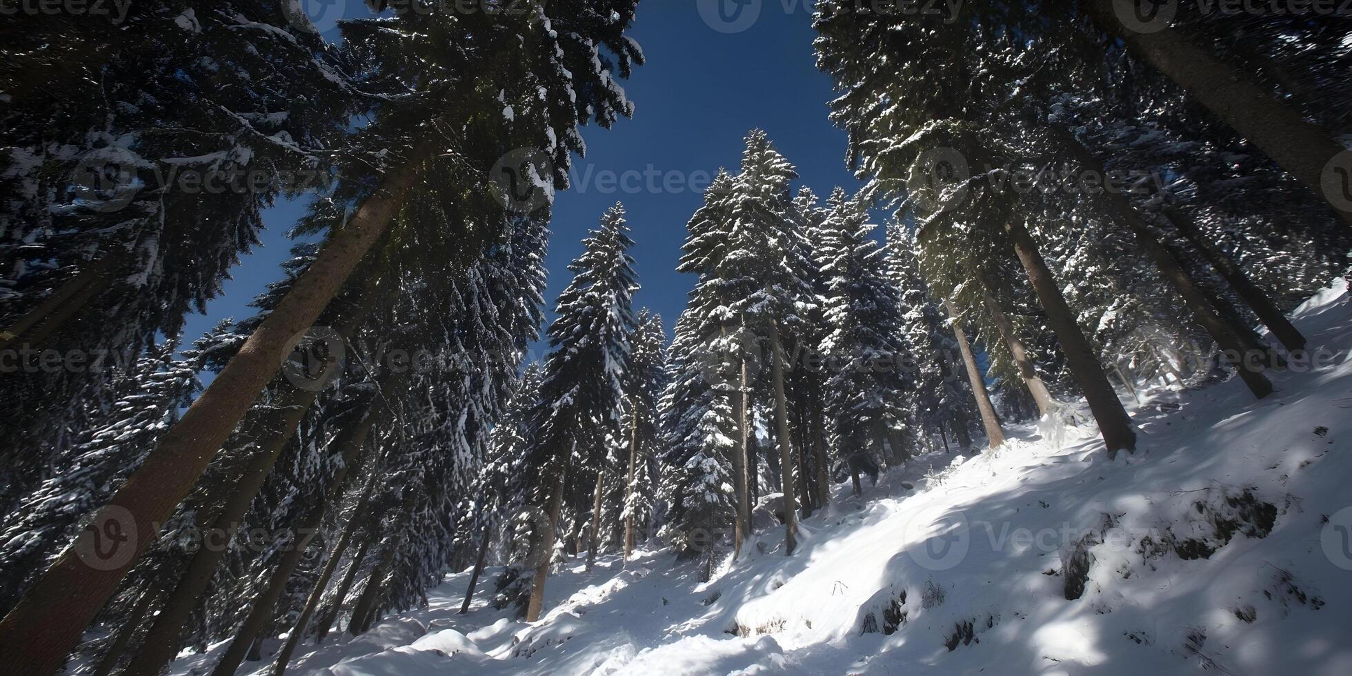 Snow covered pine trees in a peaceful winter landscape under a clear blue sky photo