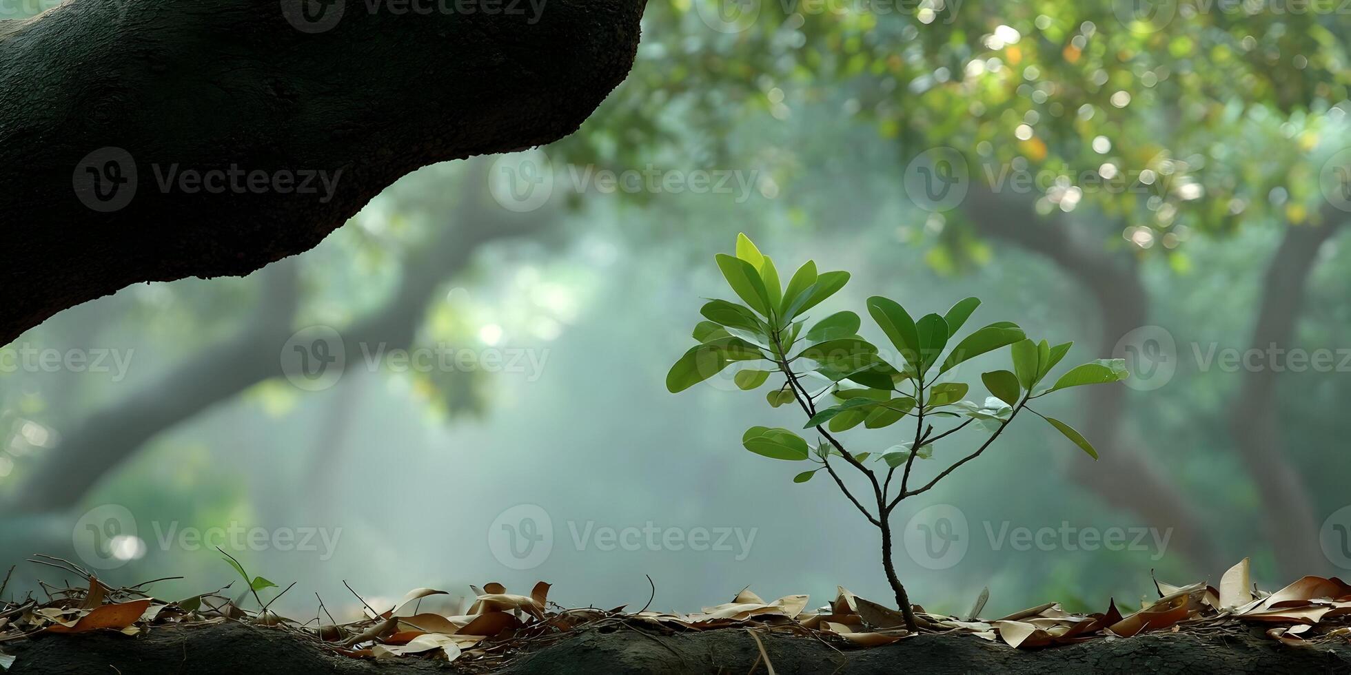 Small Green Plant Sprouting from Tree Trunk Base in Misty Forest Setting photo