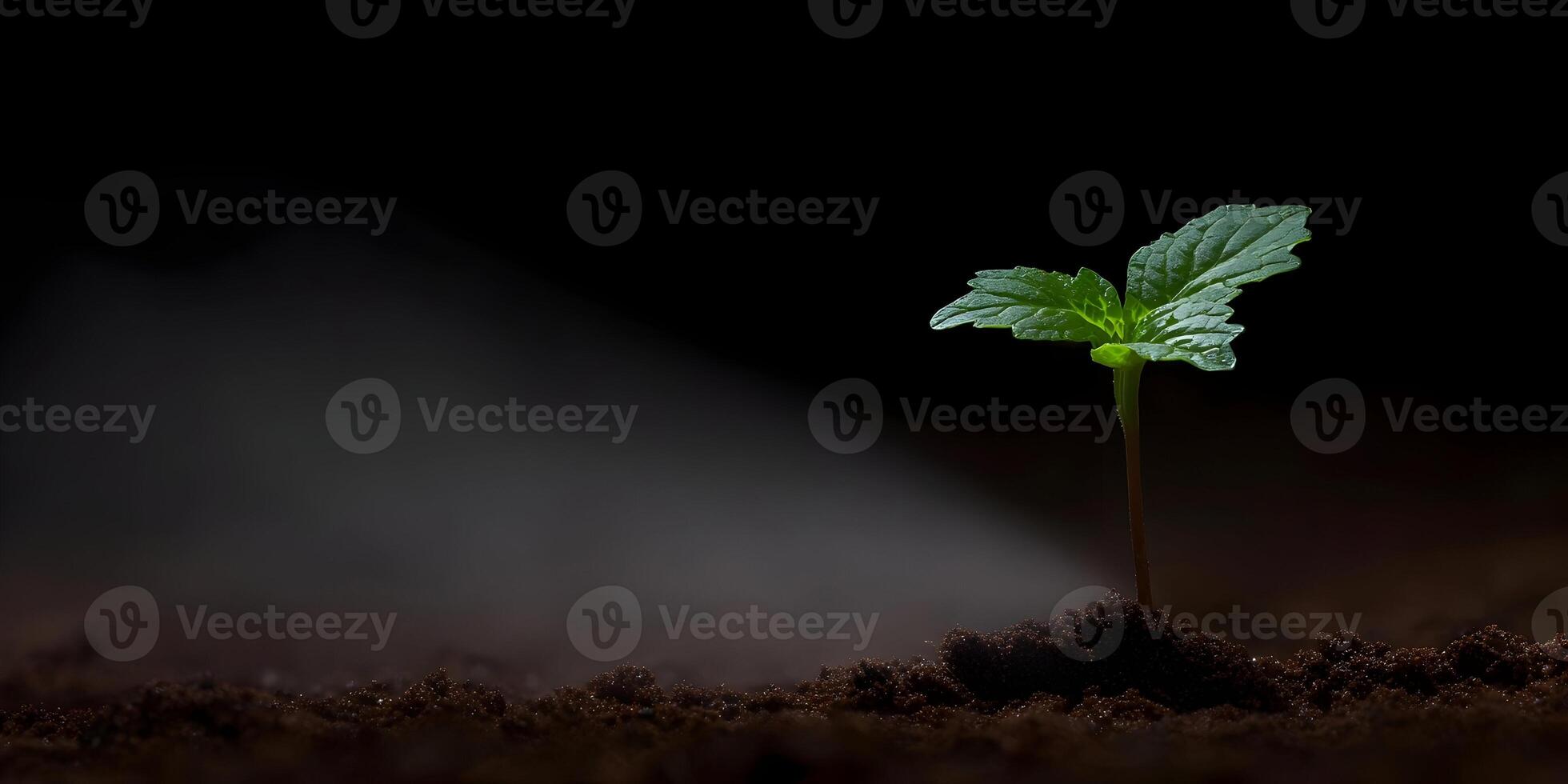 Small Plant Sprout Growing in Dark Soil with Light Beam photo