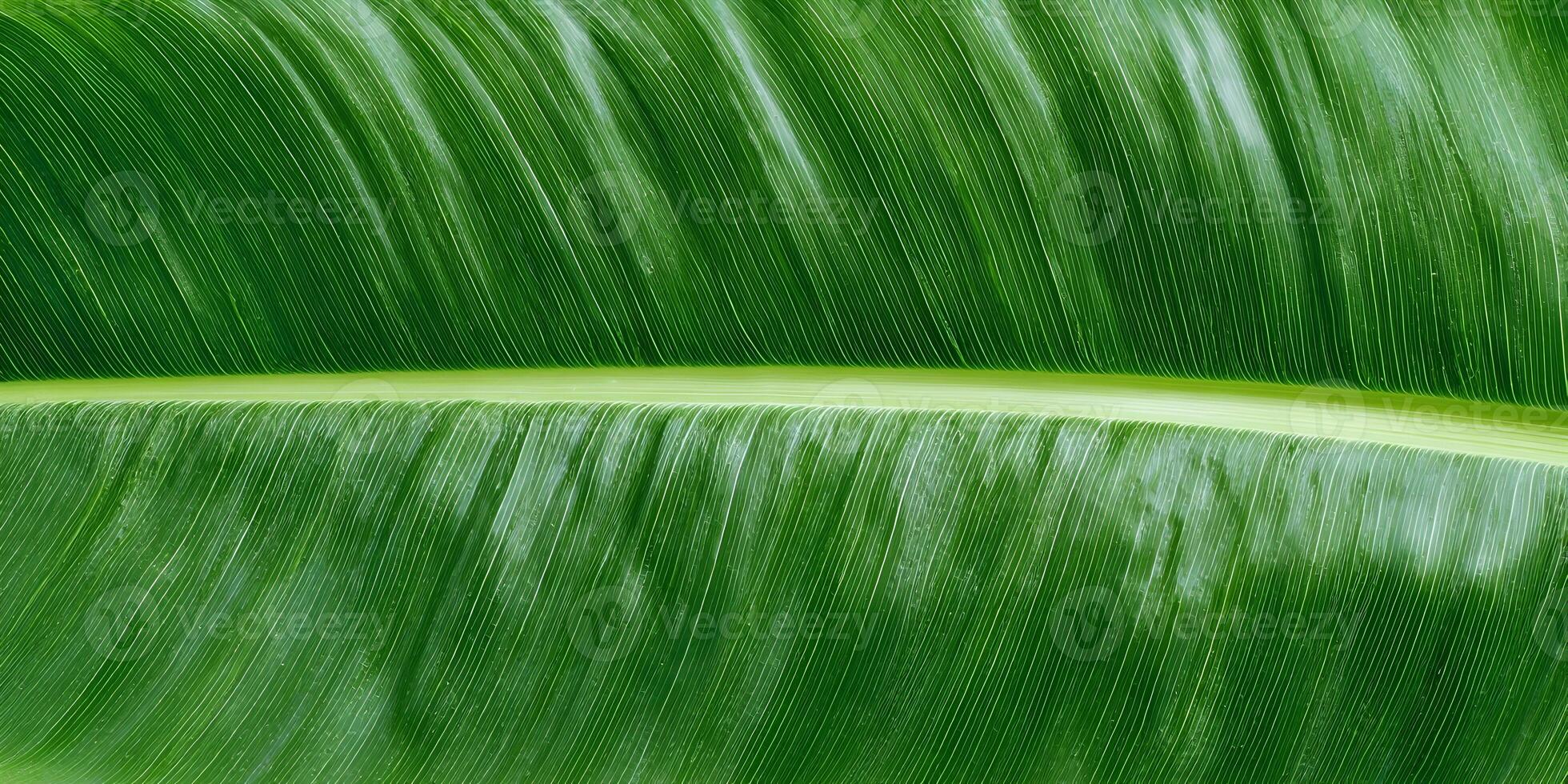 Closeup Green Leaf Texture Detailed Lines Pattern photo