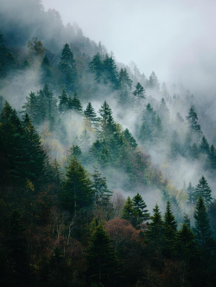 A Thick And Heavy Fog Obscuring A Forest On A Mountain photo