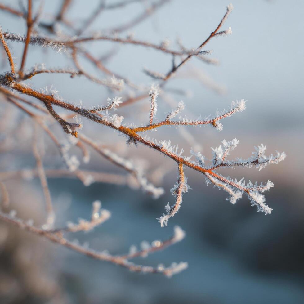 Bare Branches Covered In Frost Seen Up Close photo