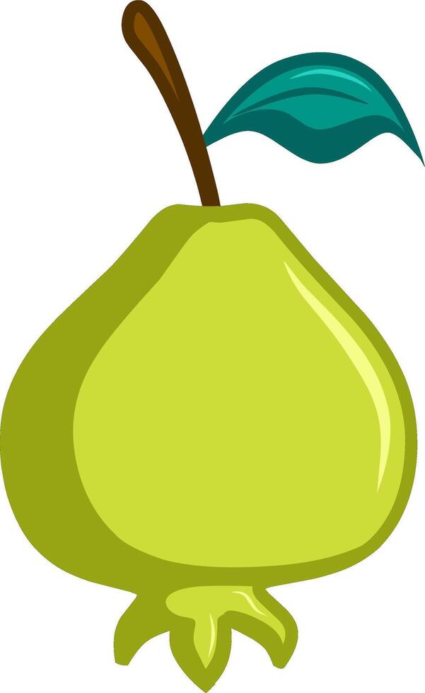 Guava on a white background vector