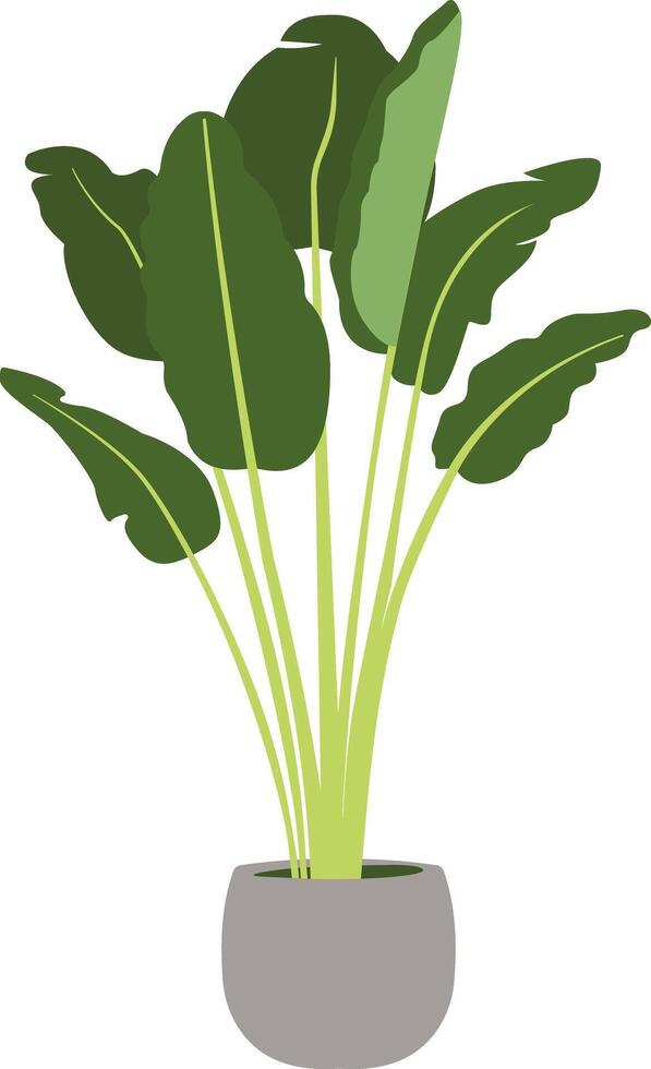 Bird of Paradise Plant in Grey Pot vector