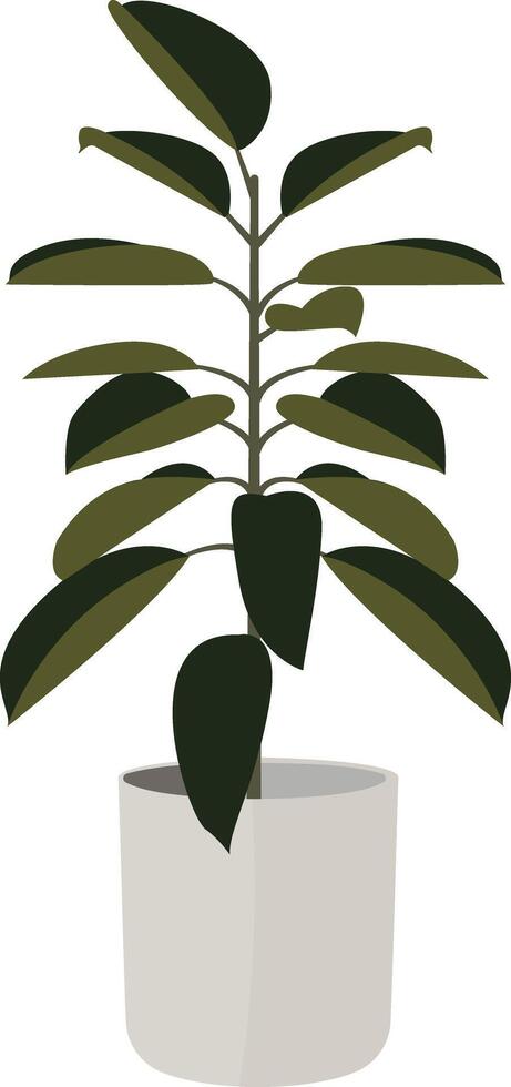 Large Potted Rubber Plant vector