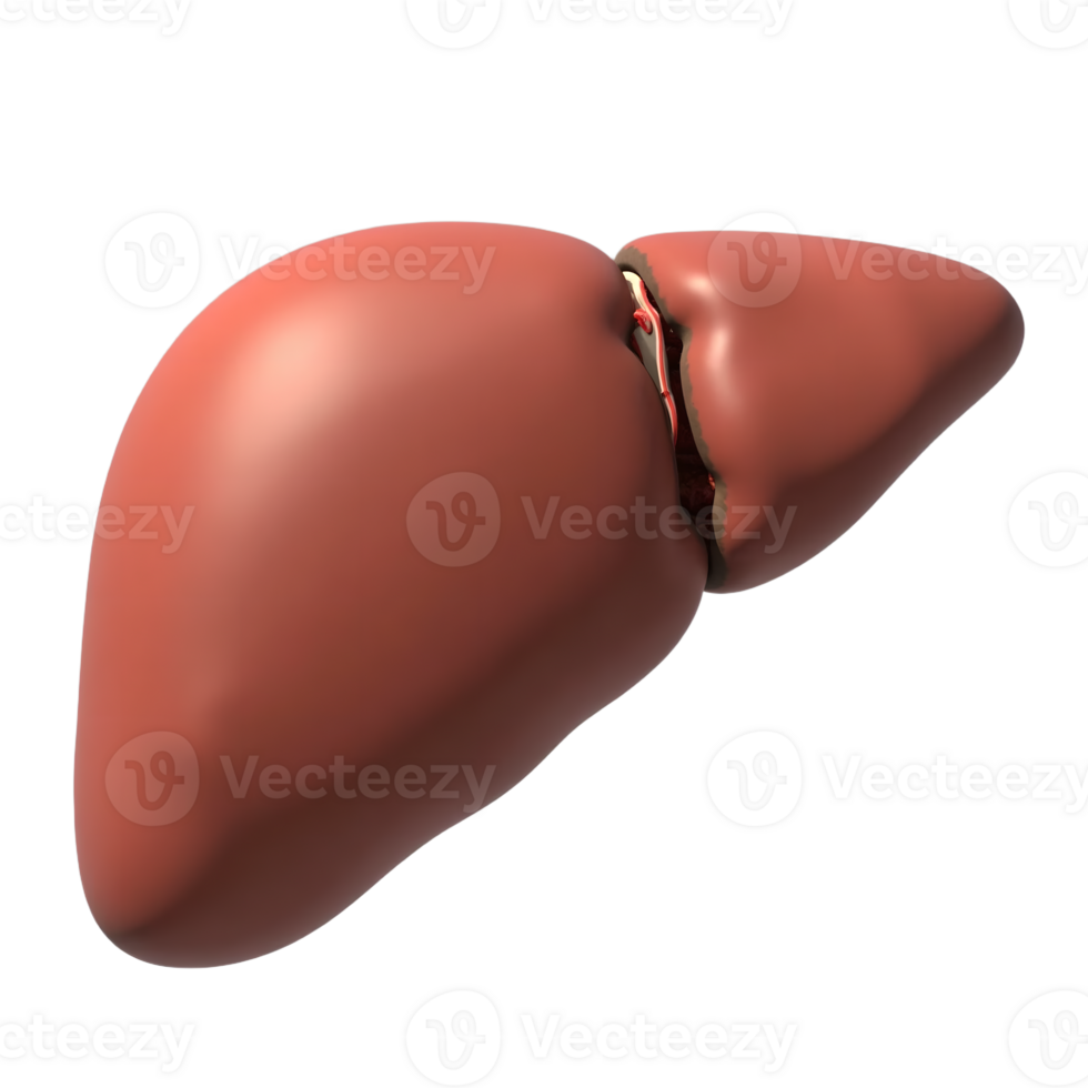 3D Human Liver Model Transparent Background Anatomy Image png