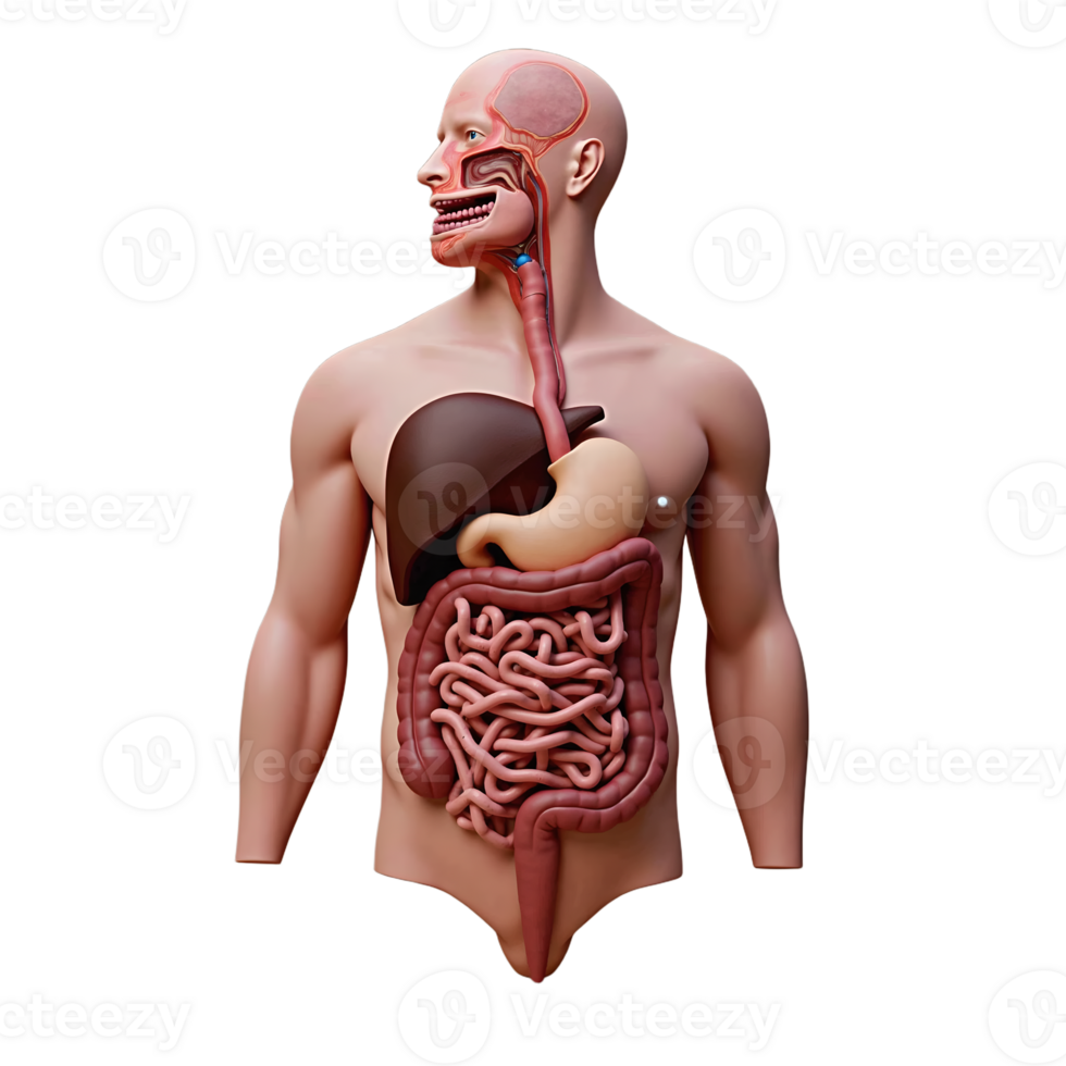 3D Human Digestive System Model Transparent Background Anatomy Image png