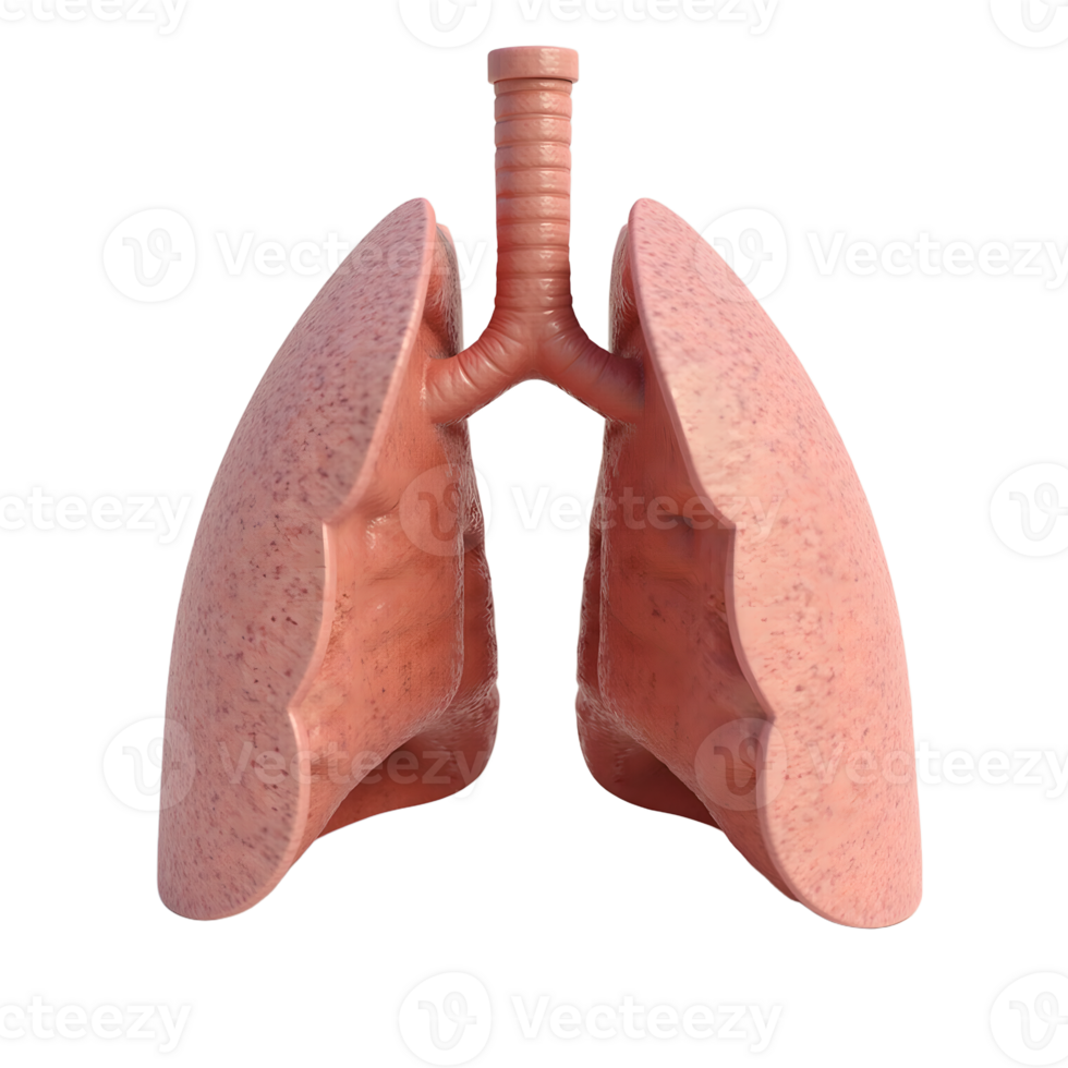 3D Human Lungs Model Transparent Background Anatomy Image png