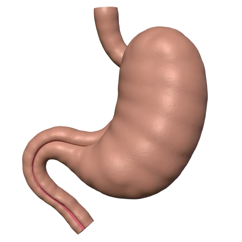 3D Human Pancreas Model Transparent Background Anatomy Image png
