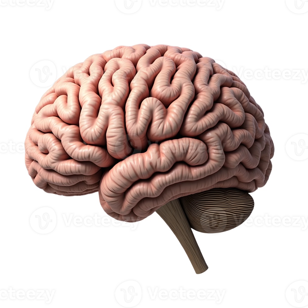 3D Human Brain Model Transparent Background Anatomy Image png