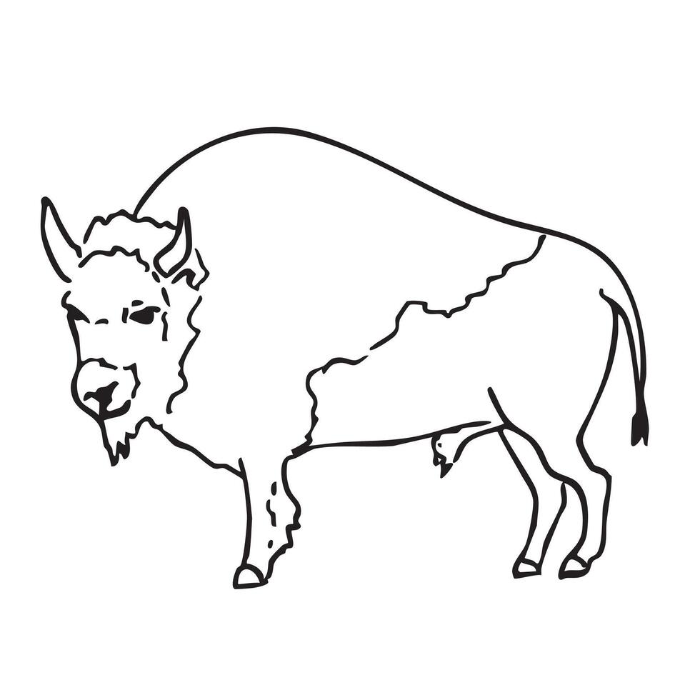 Hand drawn western doodle of bison, buffalo vector