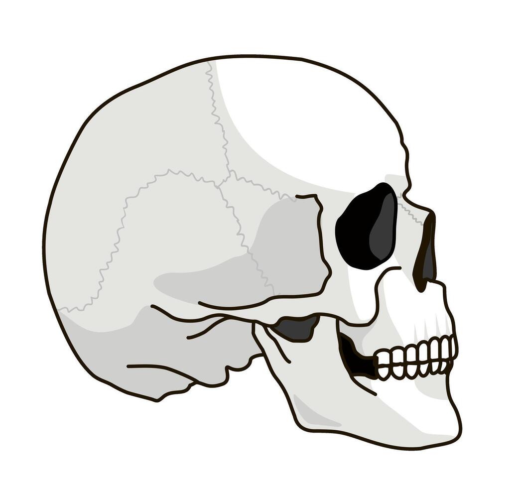 Skull bone face. Side view. Skull icon. Black and white cartoon smiling cute human skeleton head isolated on white background vector