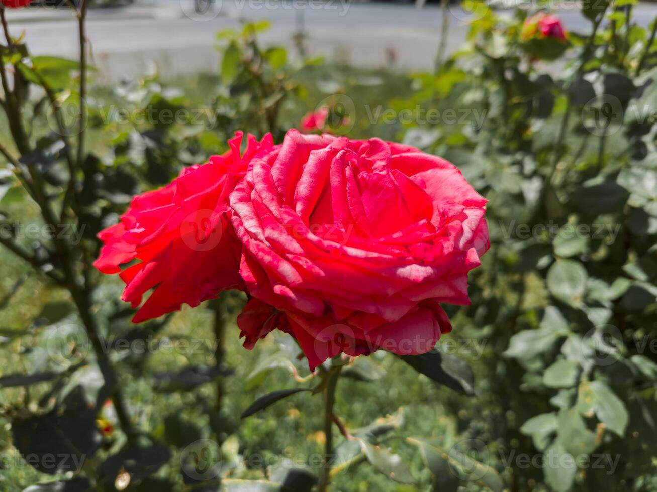 A bunch of pink roses are blooming in a garden at day photo