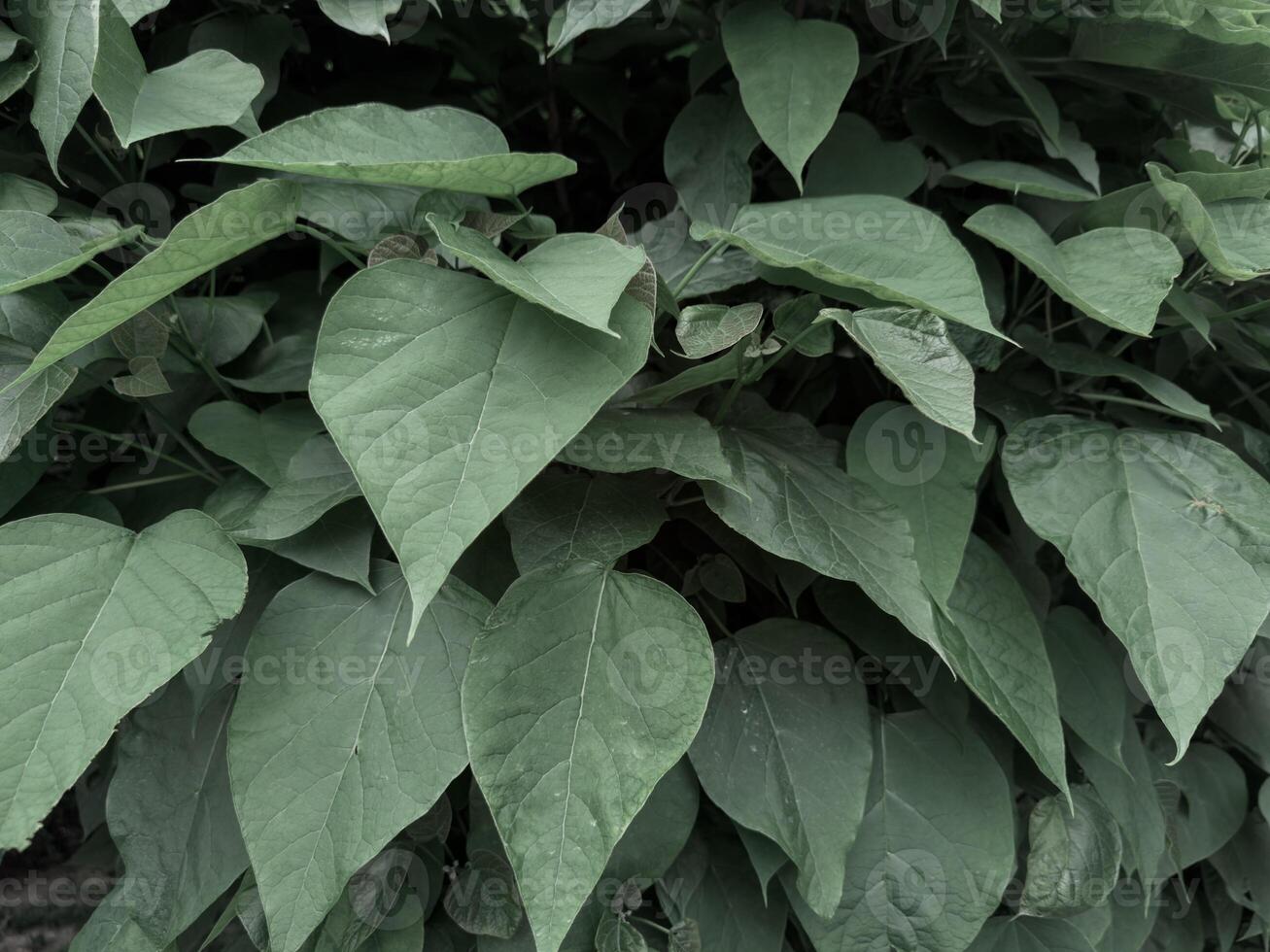 Dense green leaves with visible water droplets on their surface. The leaves are tight and cover the entire frame with no visible gaps, creating a lush green carpet. water droplets give a fresh, photo