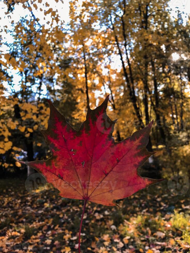 Orange maple leaf in hands, autumn, rain, orange leaf, copy space at forest photo