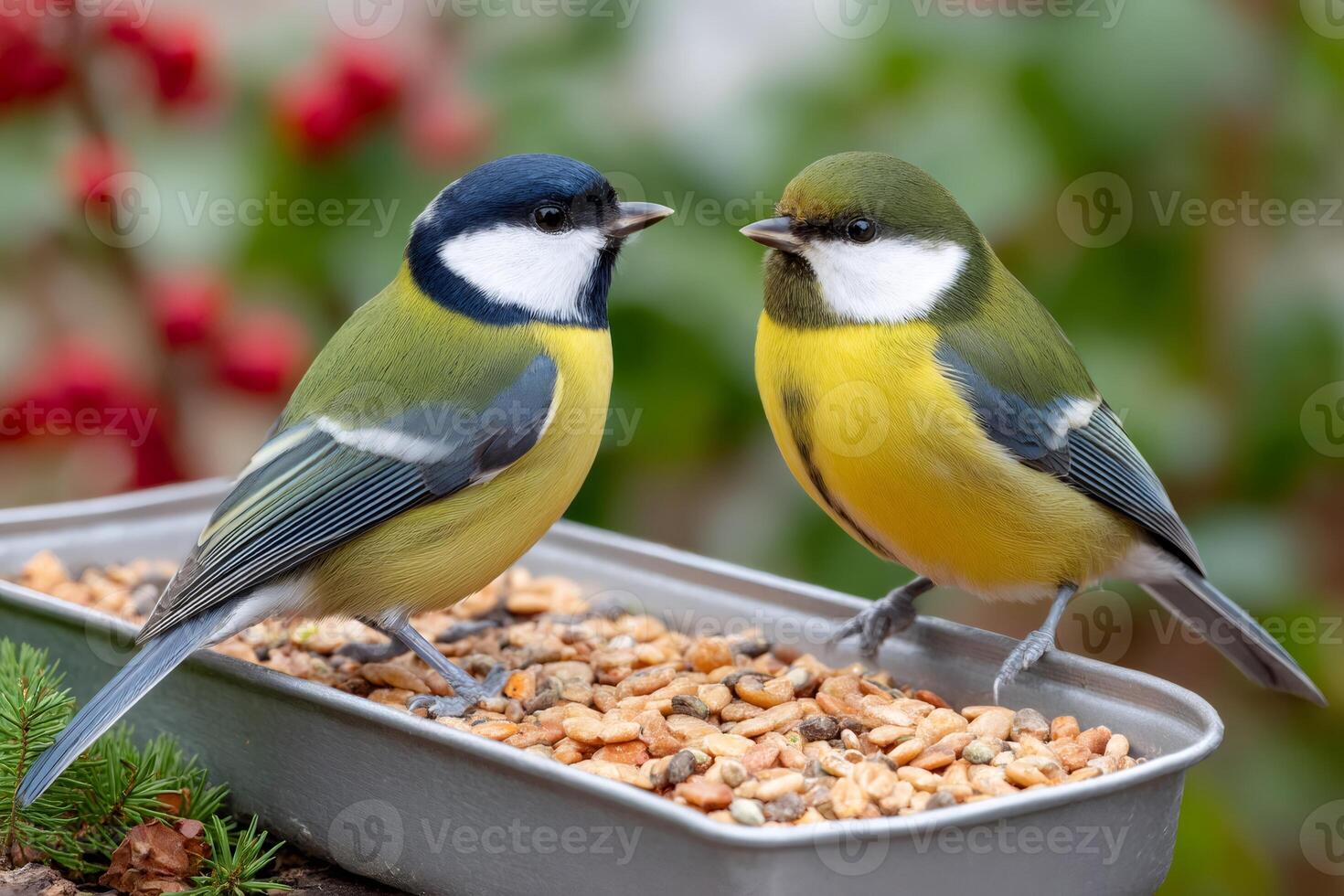 Colorful songbirds enjoying a meal together outdoors photo