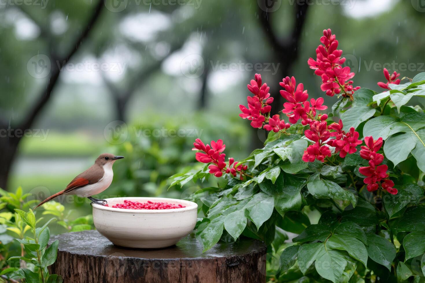 Brown bird eating red berries during summer rain photo