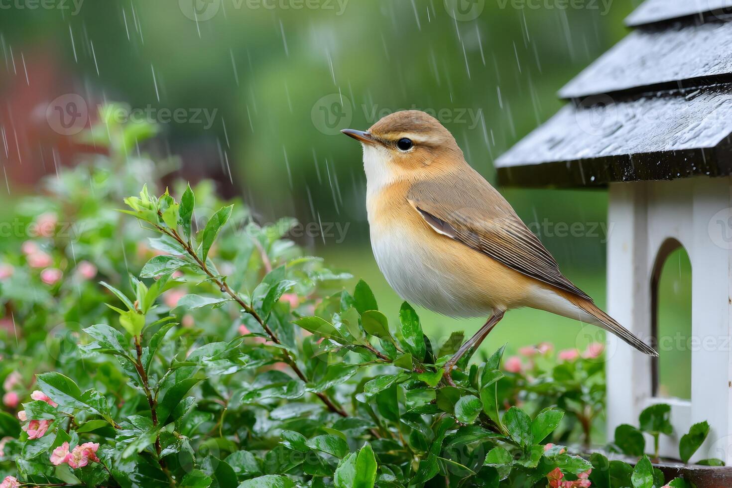 Beautiful bird enjoying the rain on a bush near a birdhouse photo