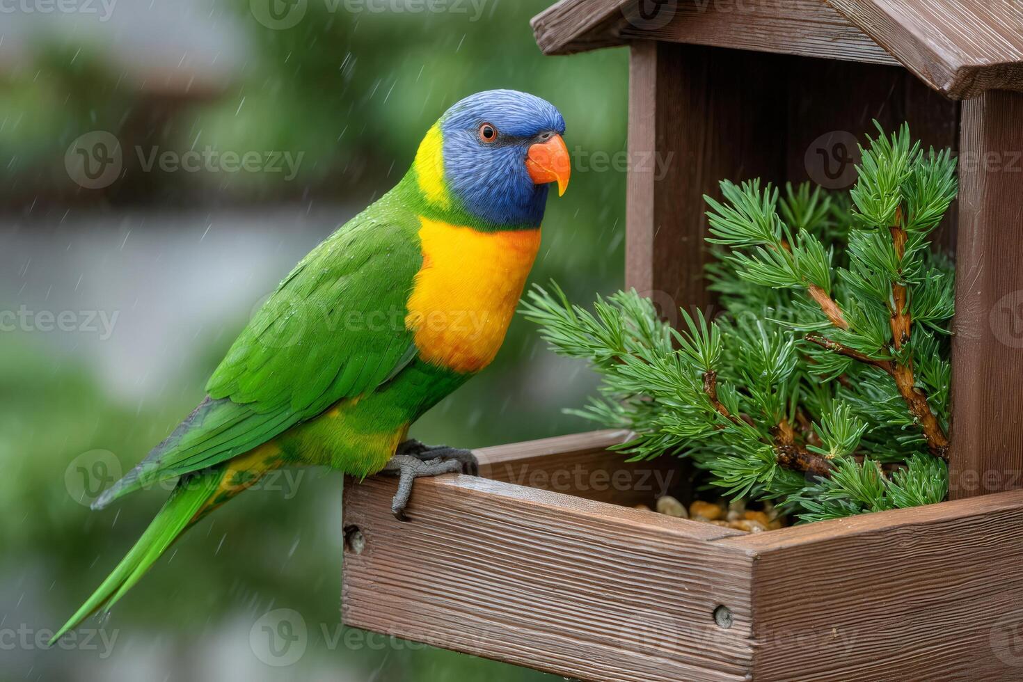 Colorful rainbow lorikeet perching on bird feeder during rain photo