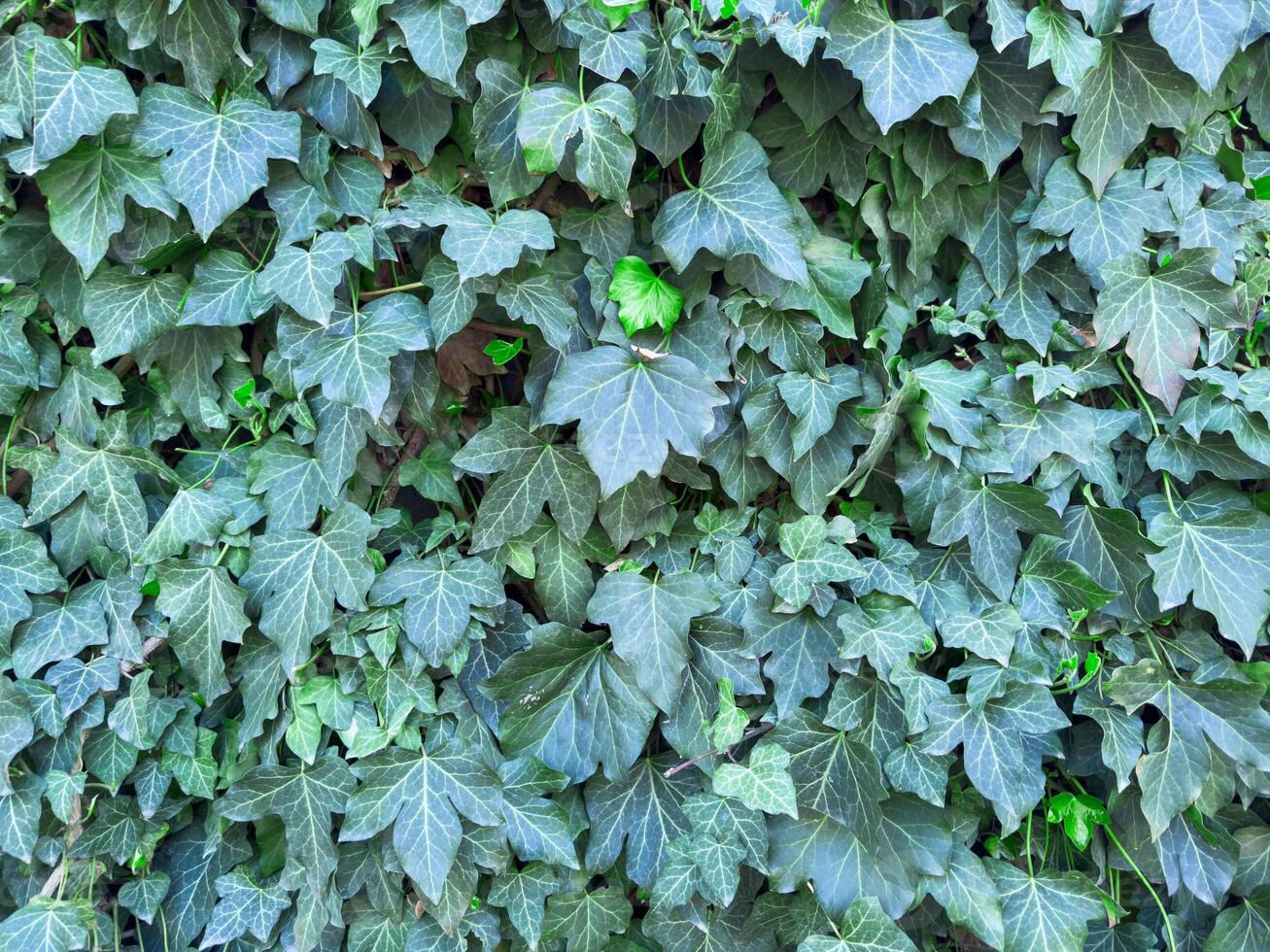 Natural green leaves fence wall in natural garden for background, texture leaves of tree is background. fresh Green leaves leafy bushes growing on lawn ground, environmentally friendly.Close-up. photo