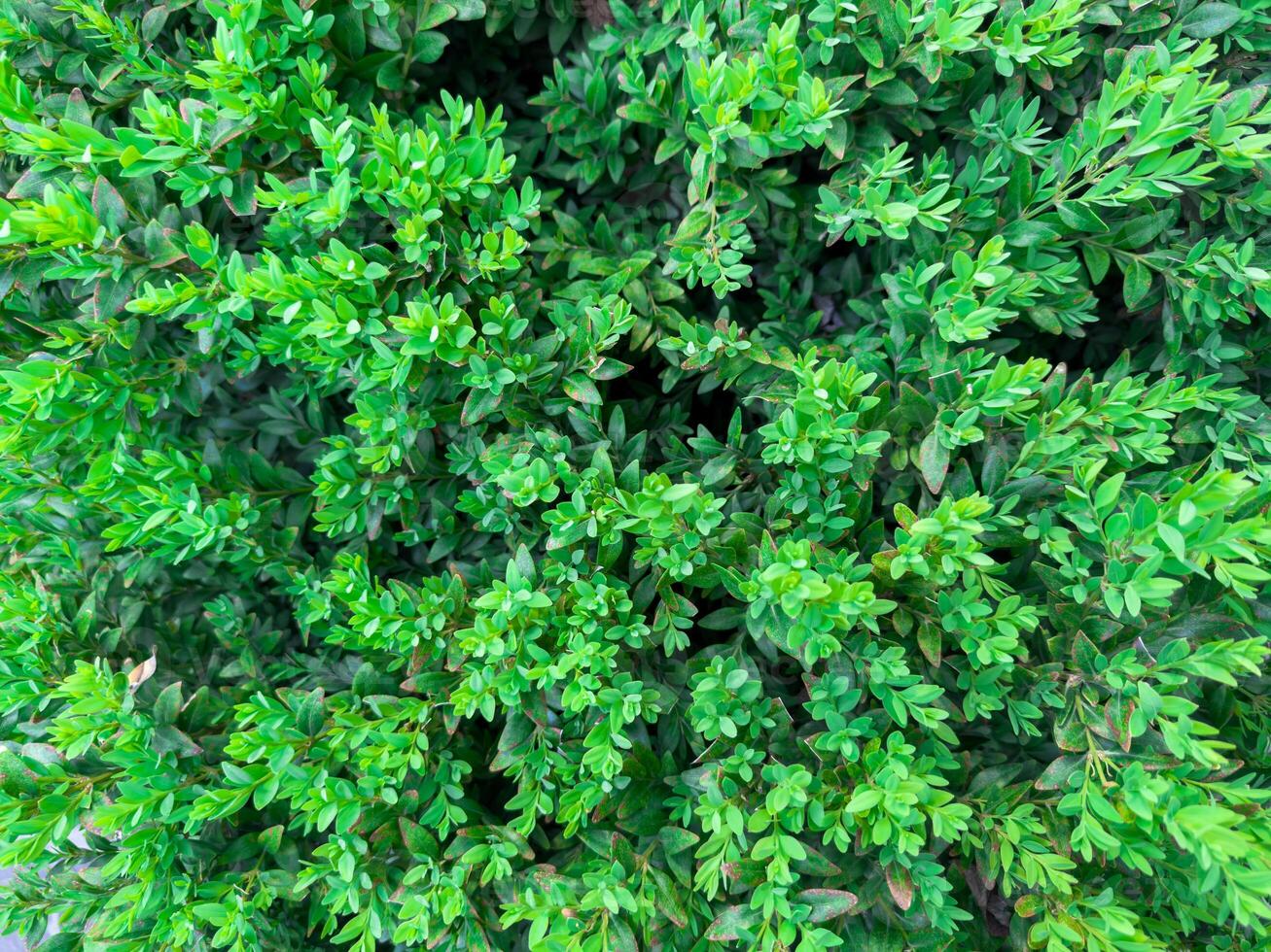 Closeup green leaves background, Overlay fresh leaf pattern, Natural foliage textured and background photo