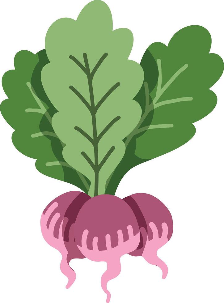 A vibrant illustration of a fresh, healthy radish with green leaves. vector