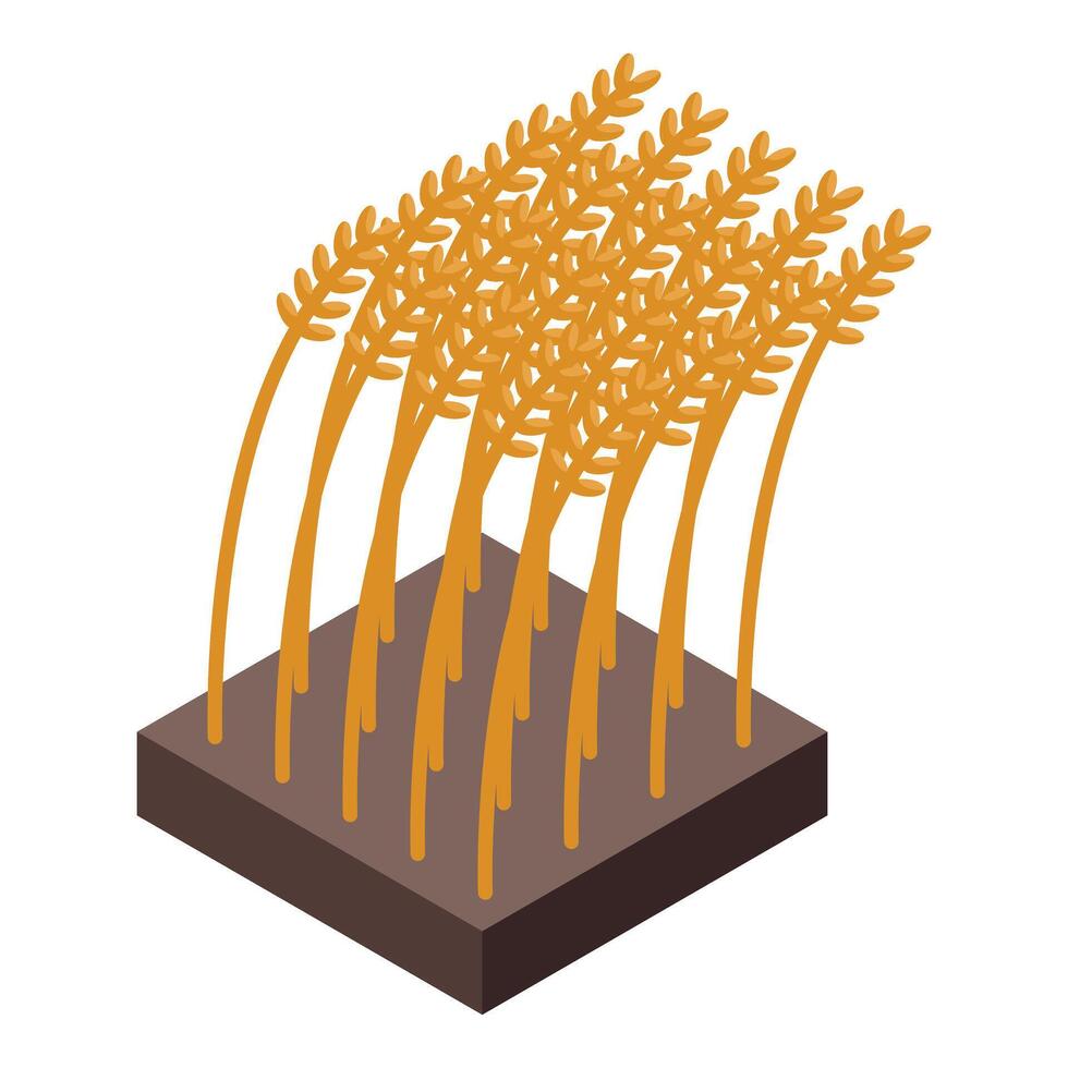 Ripe wheat growing in fertile soil, isometric view of agriculture vector