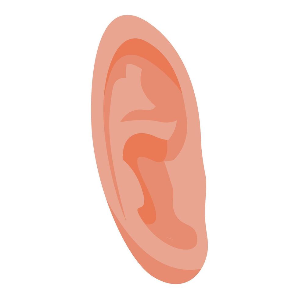 Human ear showing helix, antihelix, concha, tragus, antitragus, and lobule vector