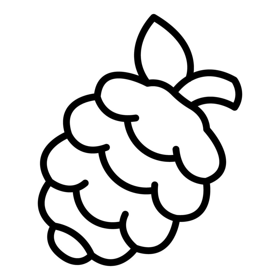 Fresh raspberry fruit growing on plant with leaf vector