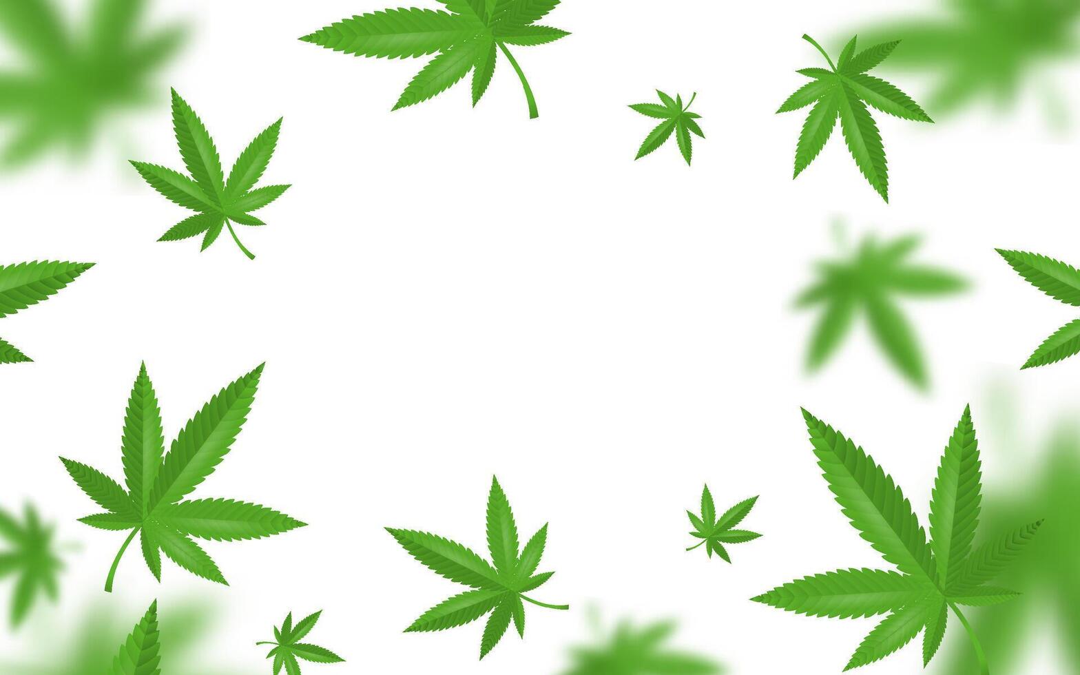 CBD Marijuana Leaves White Background vector