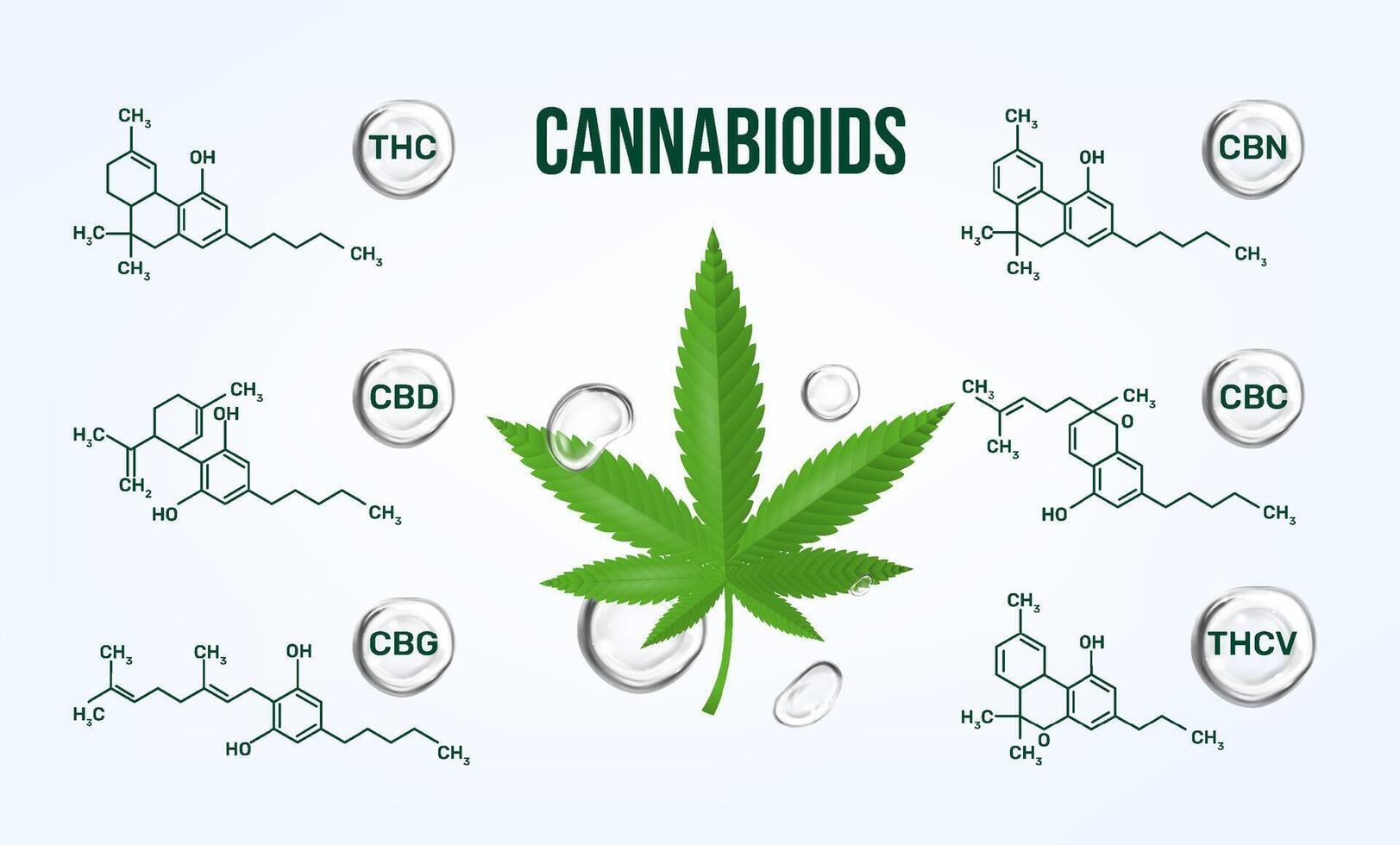 CBD Cannabioids Infographics with Marijuana Leaves vector