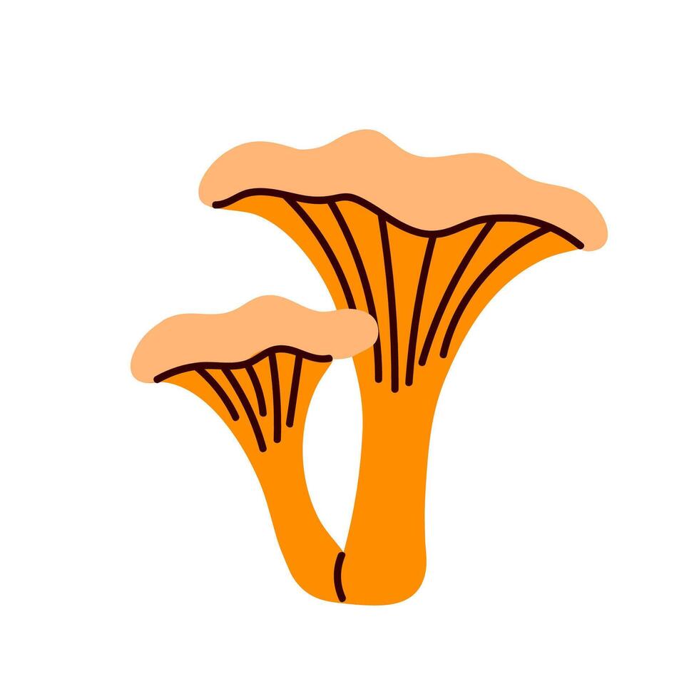 Golden chanterelle mushrooms with wide funnel-shaped caps vector